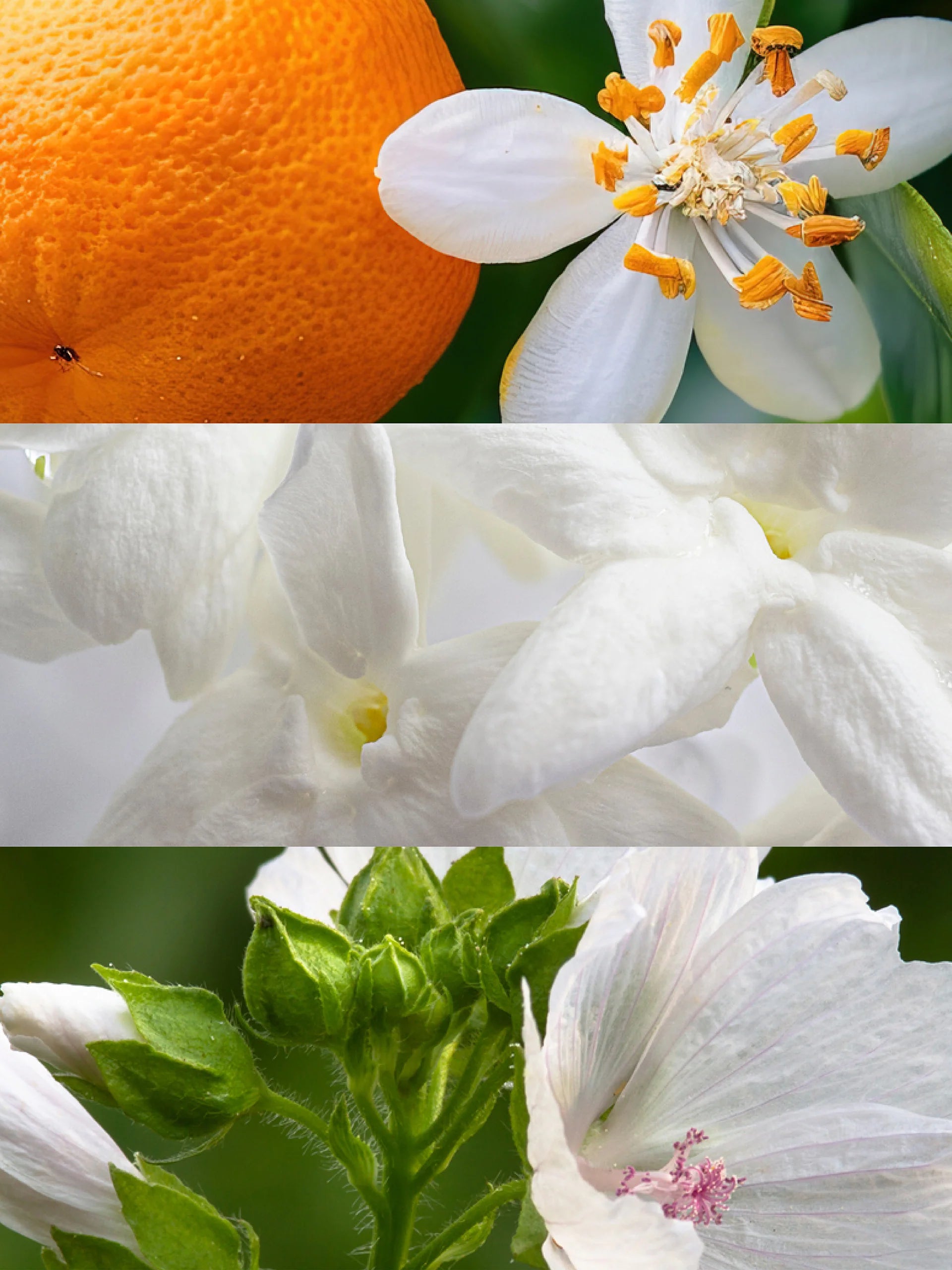 Inspired by Narciso Rodriquez | Andrea For Her Eau De Parfum
