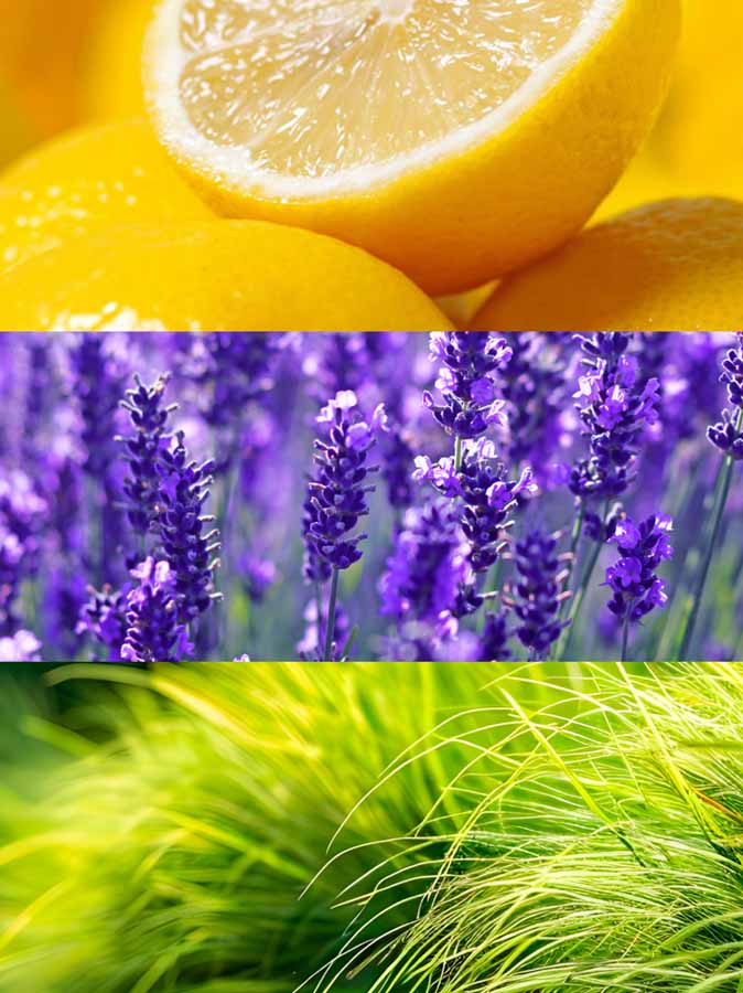 Inspired By Aqua Di Parma By Aqua Di Parma | D´Arte Eau De Parfum