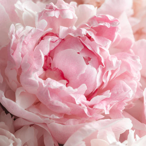 Inspired by Chloé by Chloé | Coquette Eau De Parfum