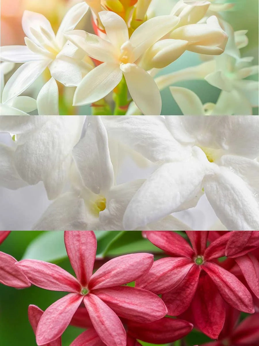 Inspired by Bloom by Gucci | Anthea Eau De Parfum