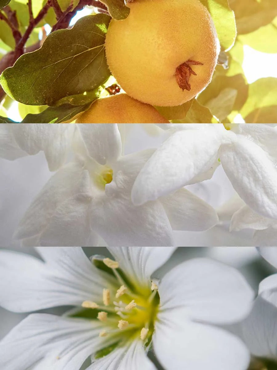 Inspired by Chance Eau Tendre by Chanel | Soft And Young Eau De Parfum