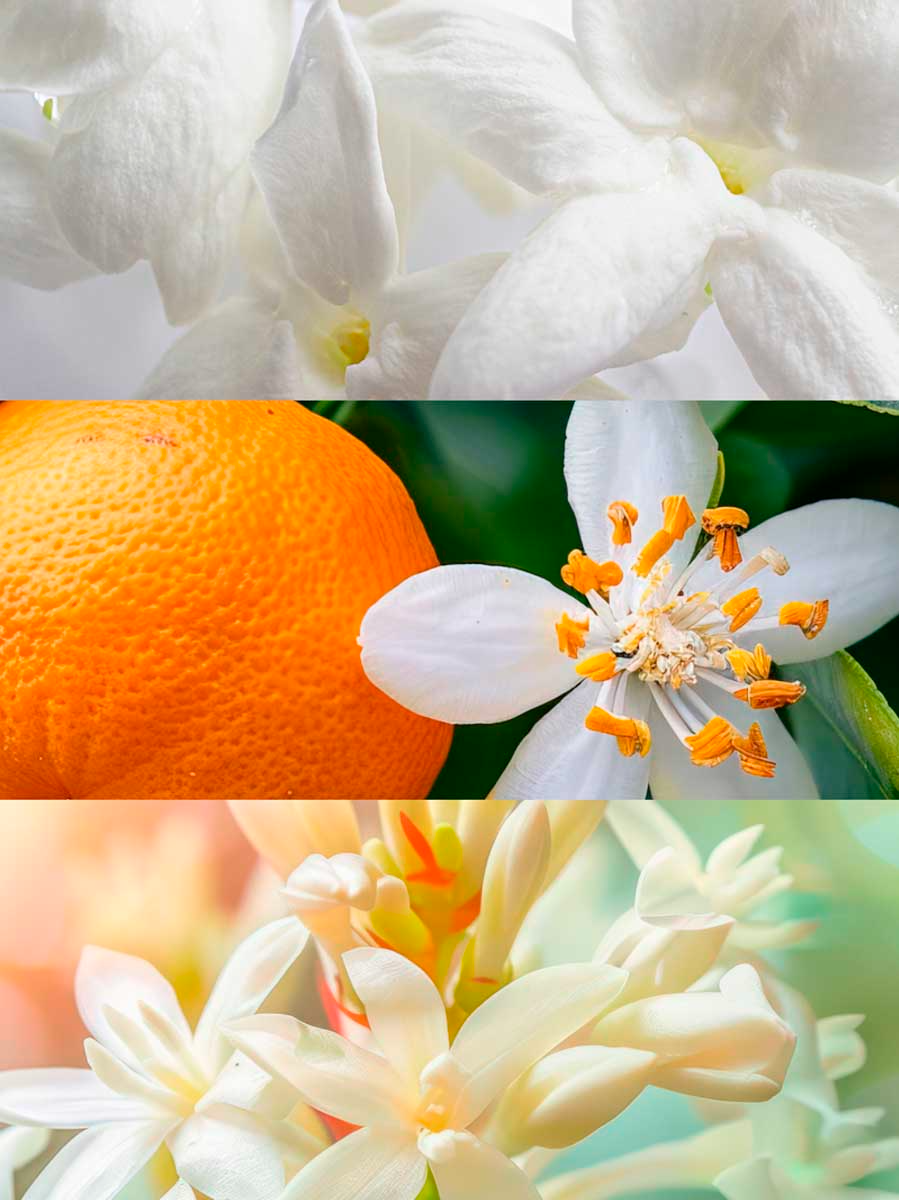 Inspired by Gabrielle by Chanel | Dana Eau De Parfum