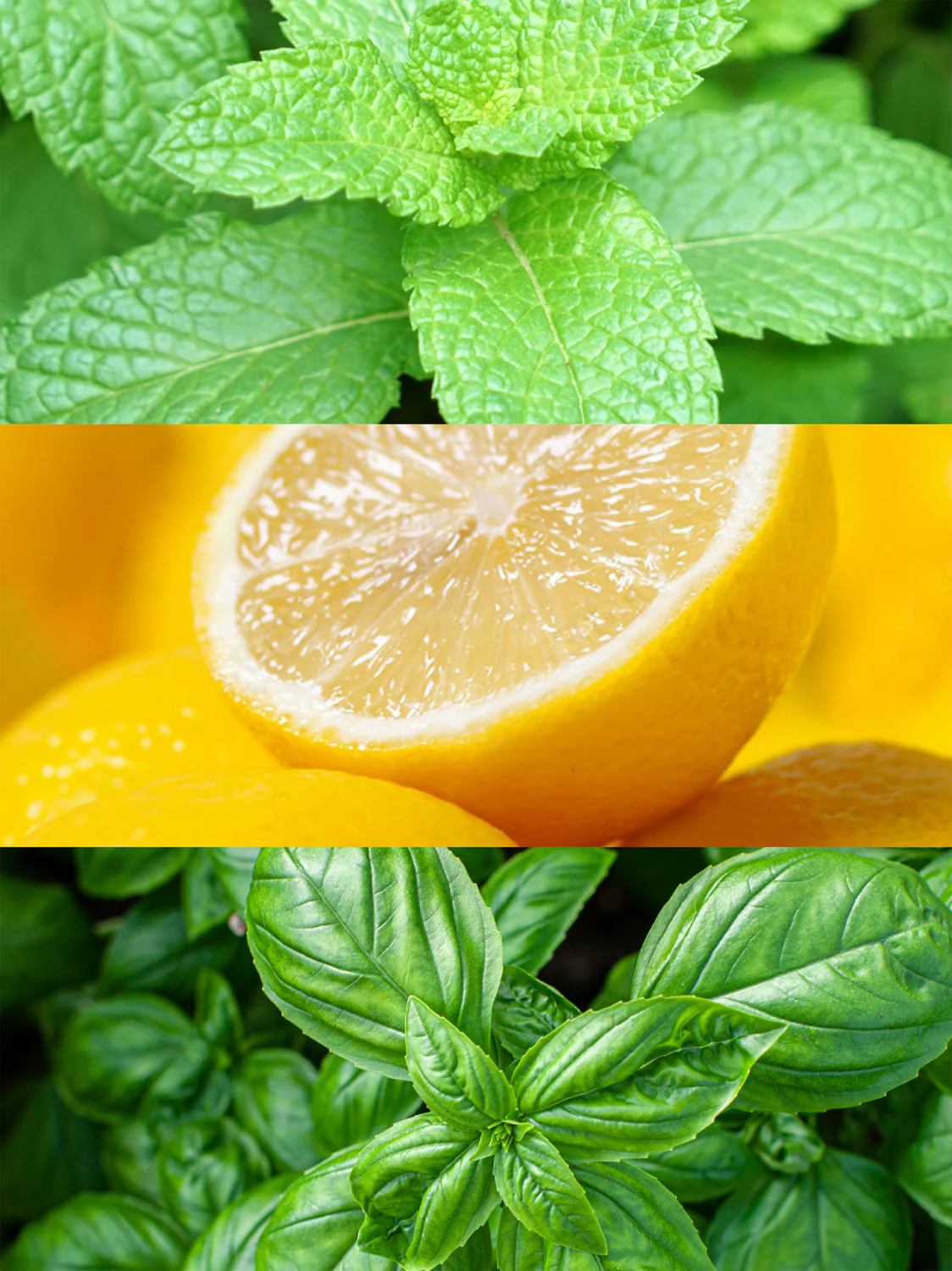 Inspired By Torino 21 by Xerjoff  | Tropical Mint Eau De Parfum